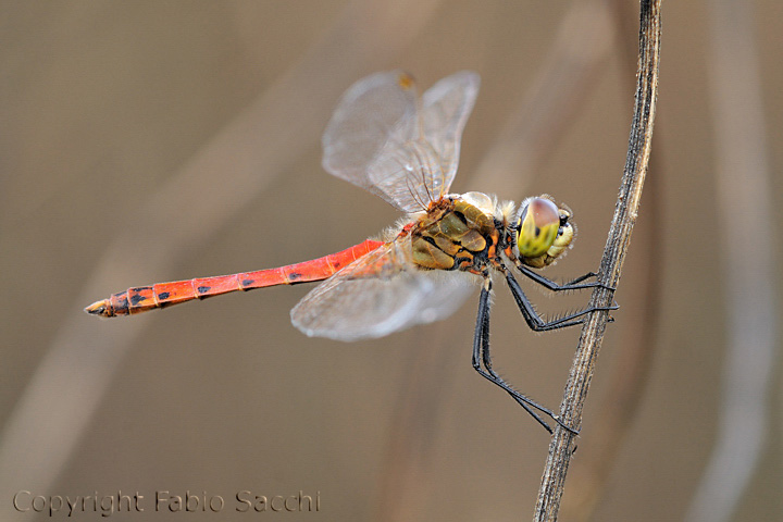 Sympetrum depressiusculum